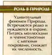 Светляк обыкновенный, или светляк-фонарик(Lampyrus noctiluca L.)