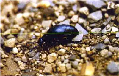 Майка черная (Meloe proscarabaeus L.)