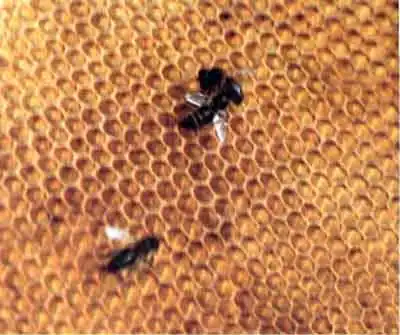 Майка черная (Meloe proscarabaeus L.)