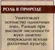 Майка черная (Meloe proscarabaeus L.)