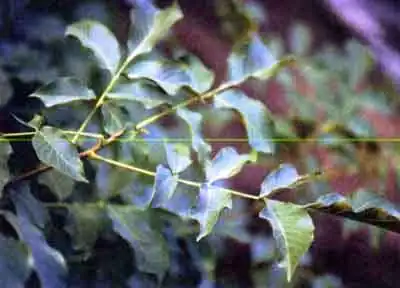 Шпанка ясеневая, или нарывник (Lytta vesicatoria L.)