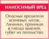 Шпанка ясеневая, или нарывник (Lytta vesicatoria L.)