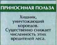 Муравьежук, или пестряк муравьиный (Thanasimus (=Cleroides) formicarius L.)
