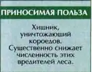 Муравьежук, или пестряк муравьиный (Thanasimus (=Cleroides) formicarius L.)