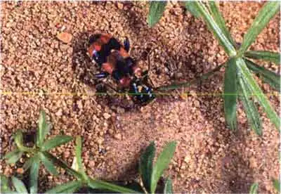 Муравьежук, или пестряк муравьиный(Thanasimus (=Cleroides) formicarius L.)