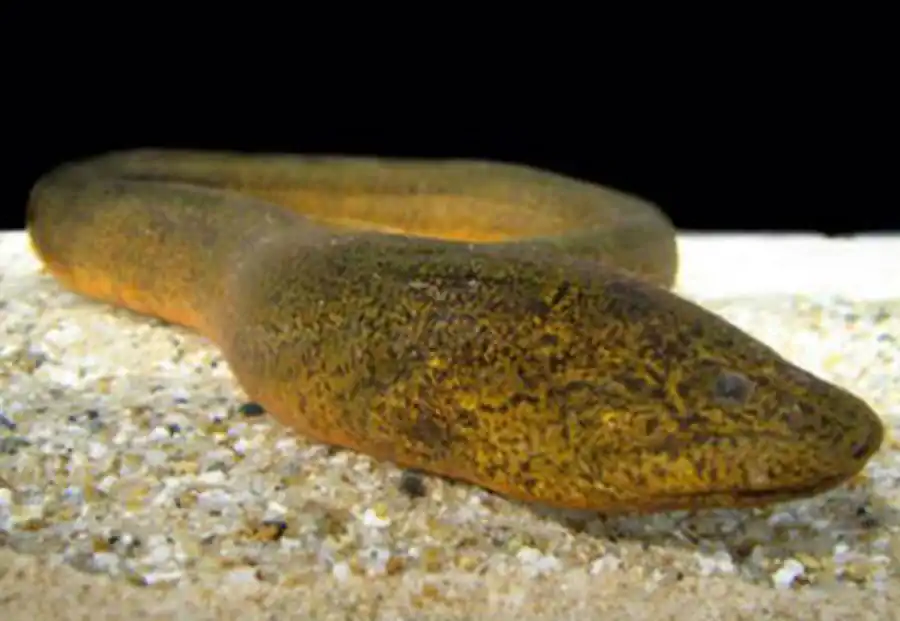 Monopterus albus Monopterus albus