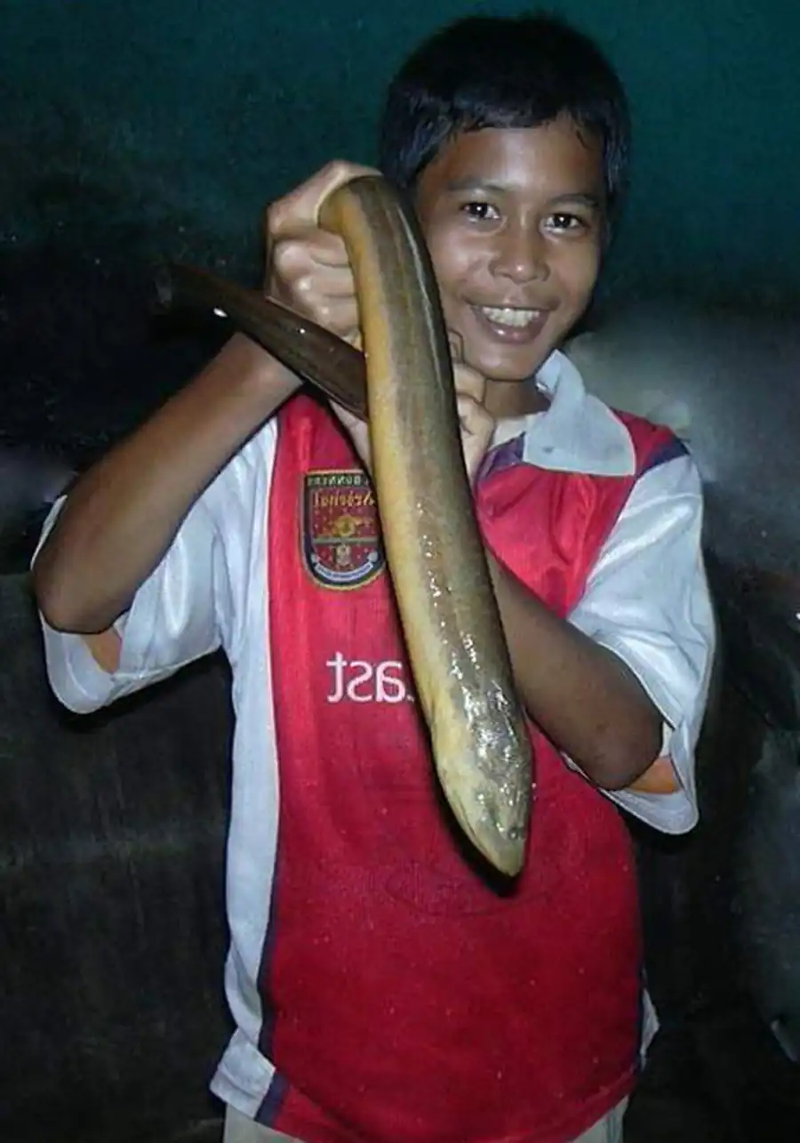 Monopterus albus Monopterus albus