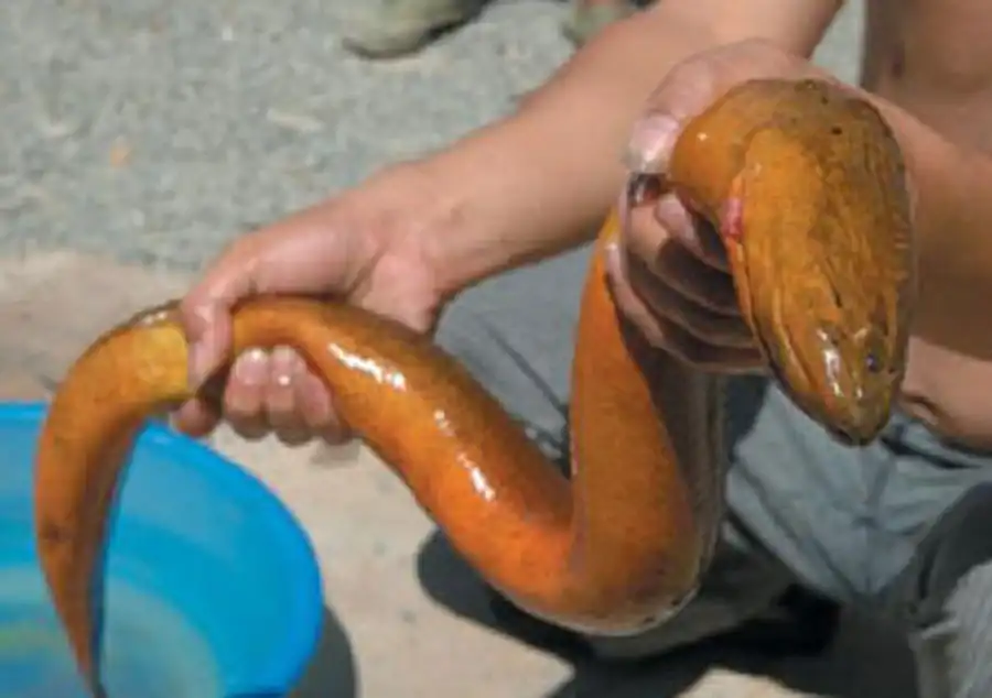 Monopterus albus Monopterus albus