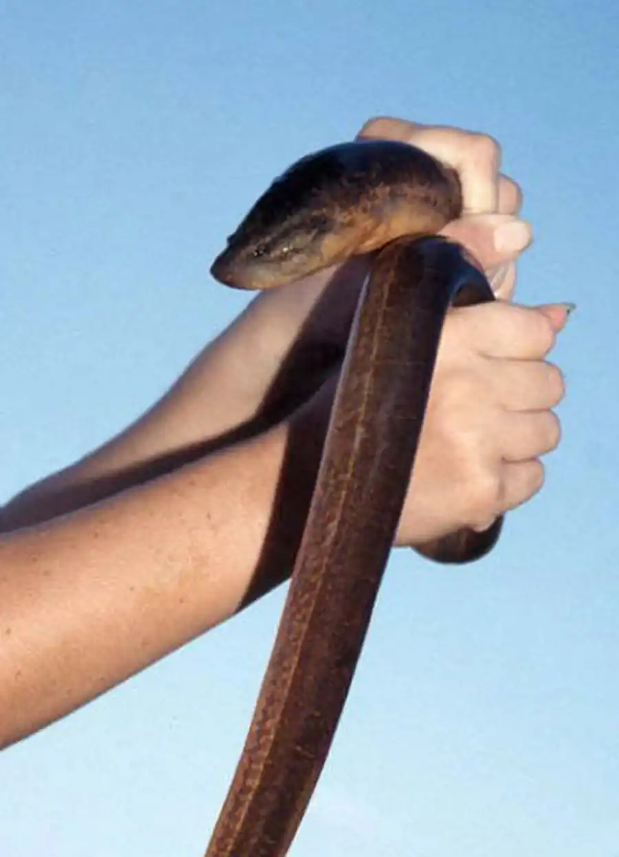 Monopterus albus Monopterus albus