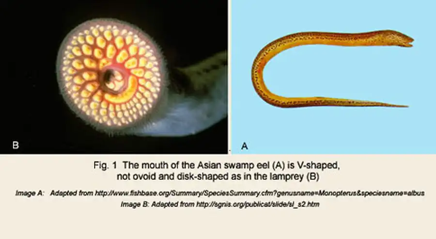 Monopterus albus Monopterus albus