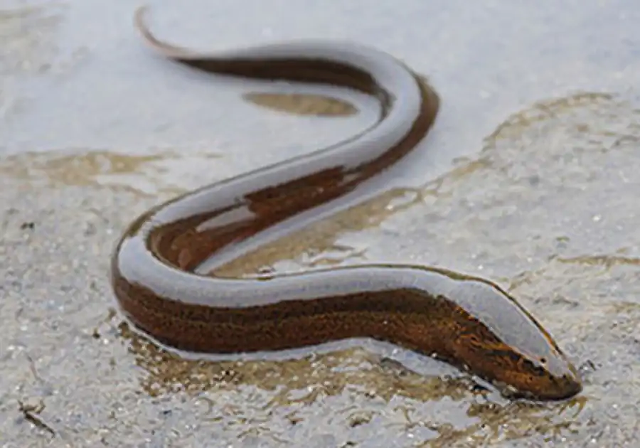 Monopterus albus Monopterus albus