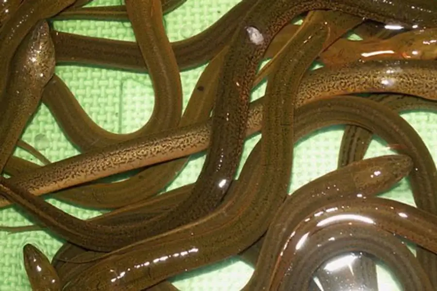 Monopterus albus Monopterus albus