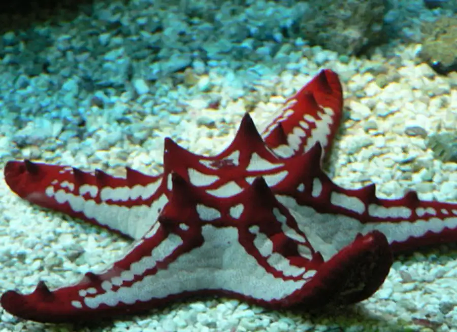 морская звезда морская звезда
