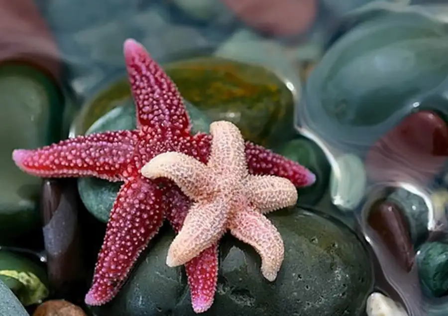 увеличение численности иглокожих увеличение численности иглокожих