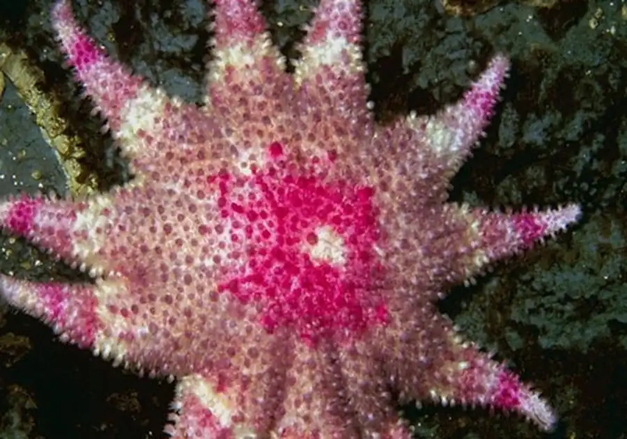 морские обитатели морские обитатели