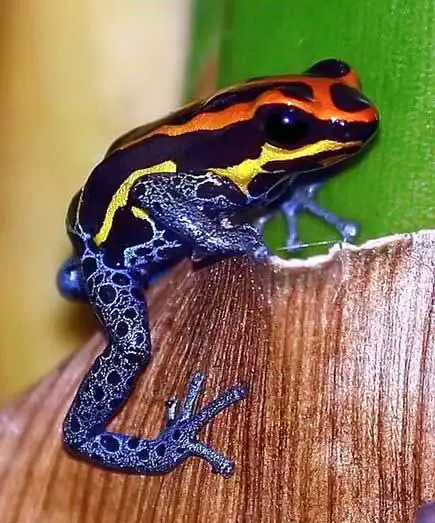 лягушка Ranitomeya amazonica