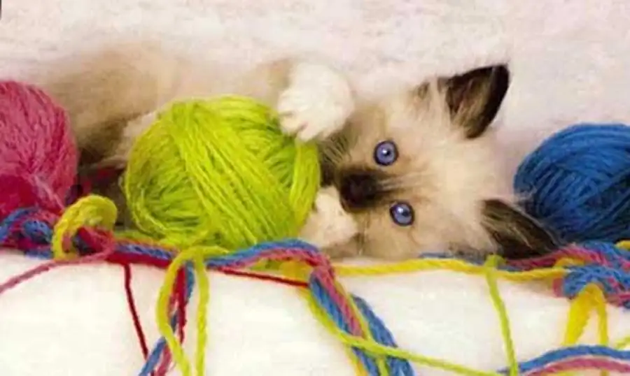 кошка с клубком ниток кошка с клубком ниток