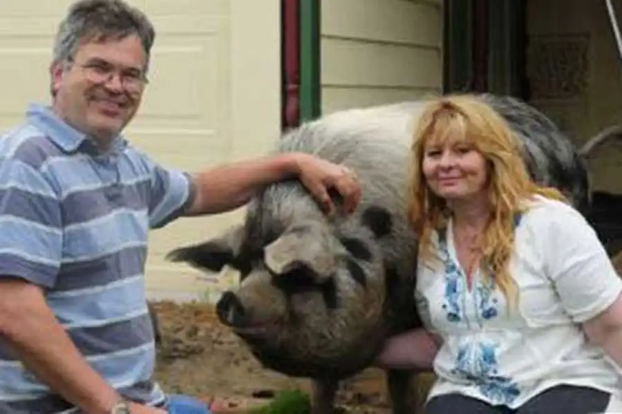 свинья - домашний любимец свинья - домашний любимец