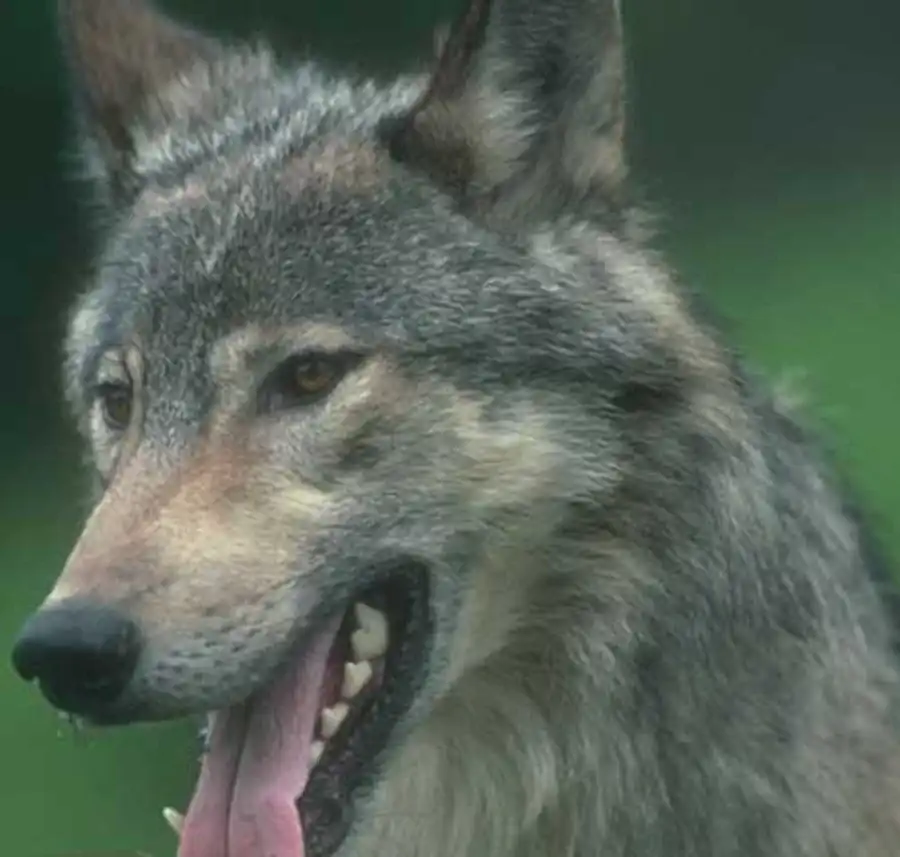 молодой волк молодой волк