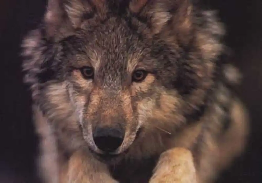 прыжок волка прыжок волка