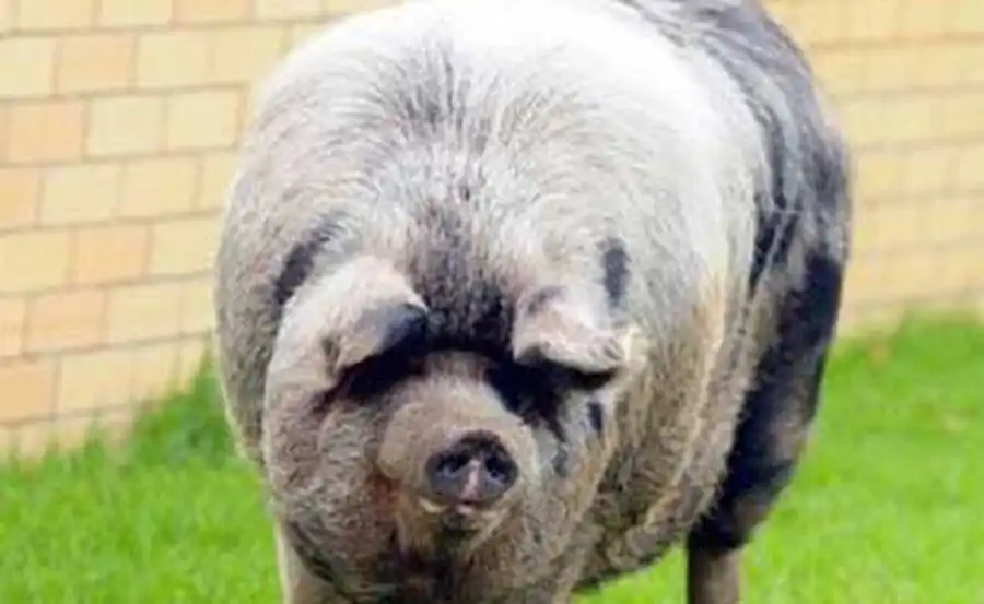 свинье сделают подтяжку морды свинье сделают подтяжку морды