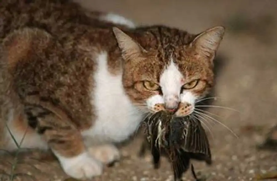 кошка поймала воробья кошка поймала воробья