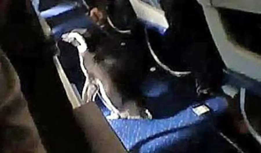 пингвин в самолете пингвин в самолете