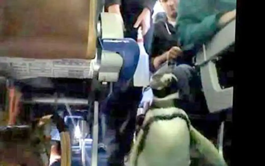 пингвин на борту лайнера пингвин на борту лайнера