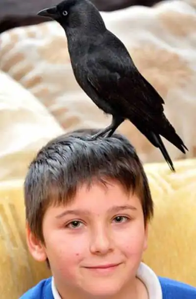 галка и школьник галка и школьник