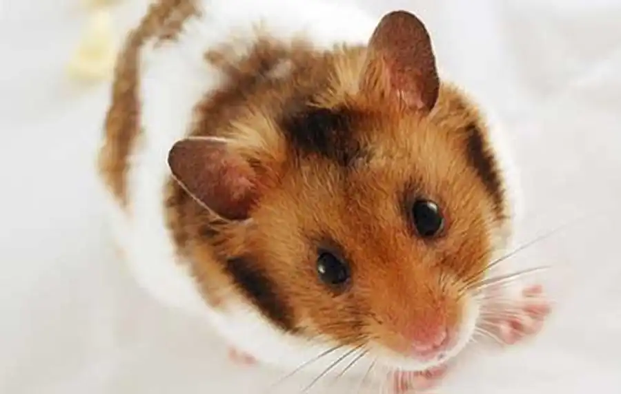хомячок хомячок