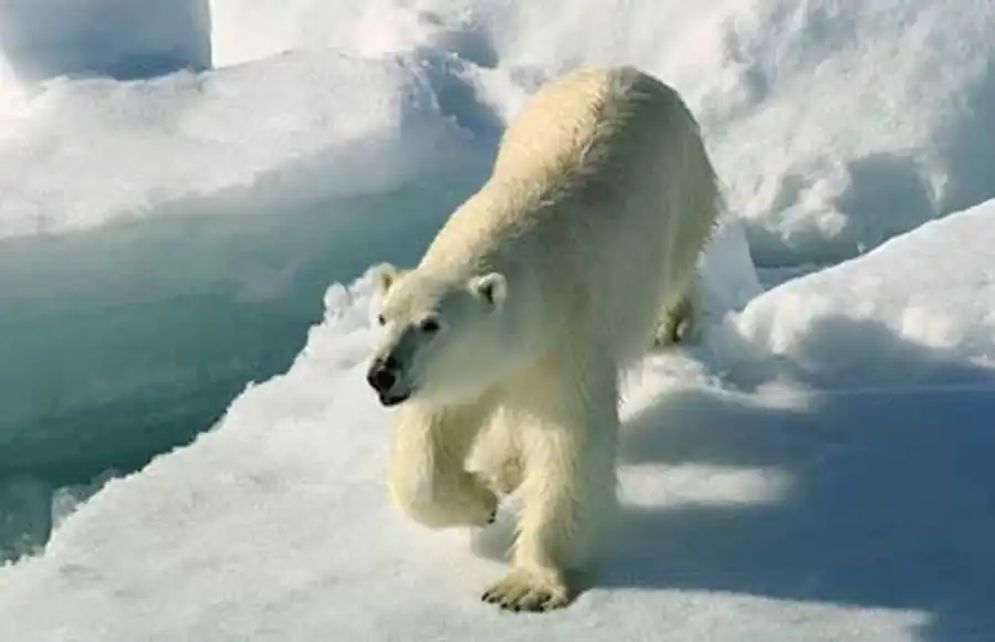 белый мишка белый мишка