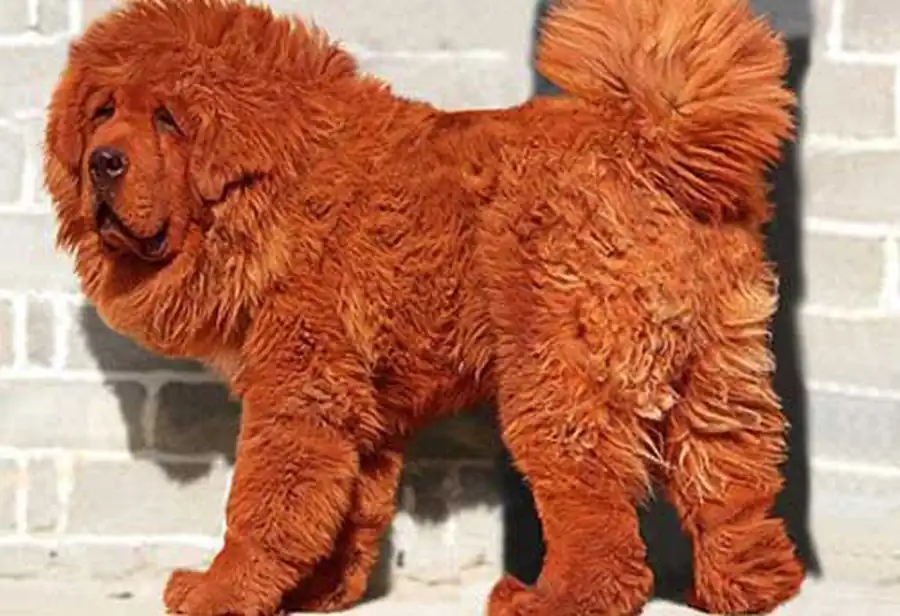 тибетский мастиф тибетский мастиф