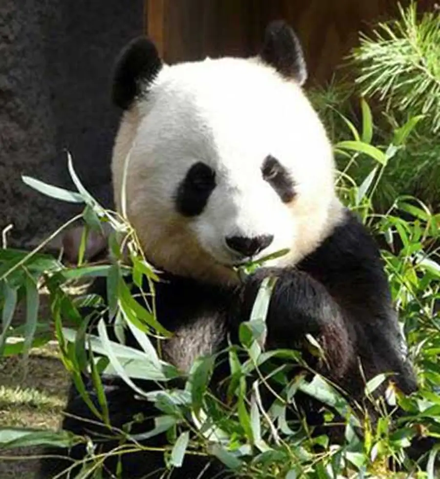 бамбуковый медведь панда бамбуковый медведь панда