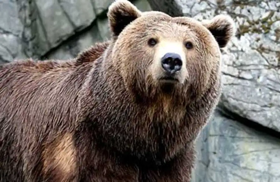 охрана медведей в берлогах охрана медведей в берлогах