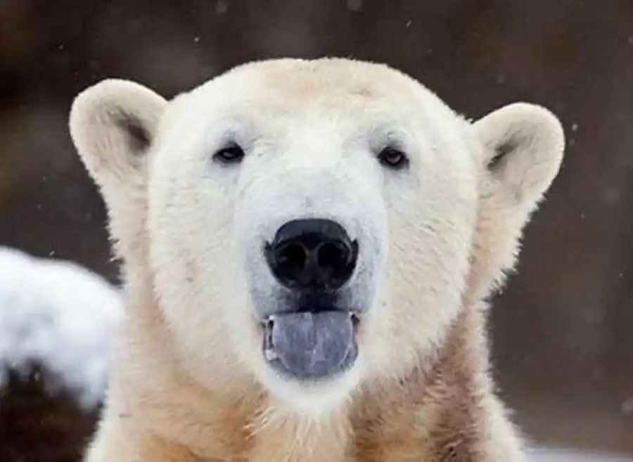 медведь Кнут медведь Кнут