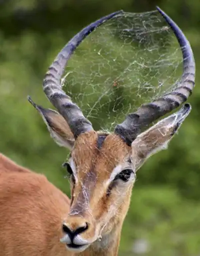 самая старая антилопа