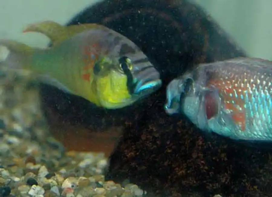 хаплохромис хаплохромис