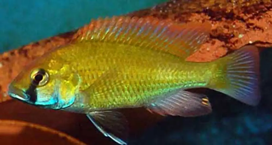 Нарlochromis burtoni Нарlochromis burtoni