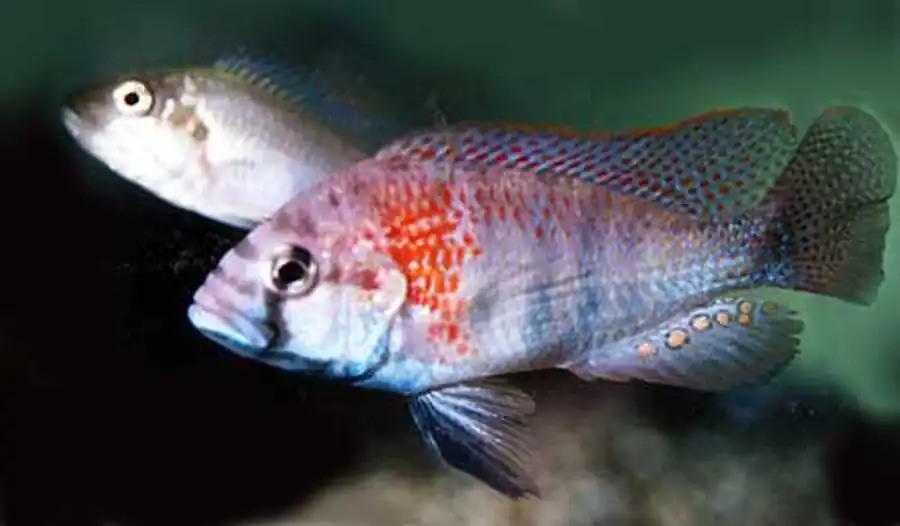 пара хаплохромисов бартона пара хаплохромисов бартона