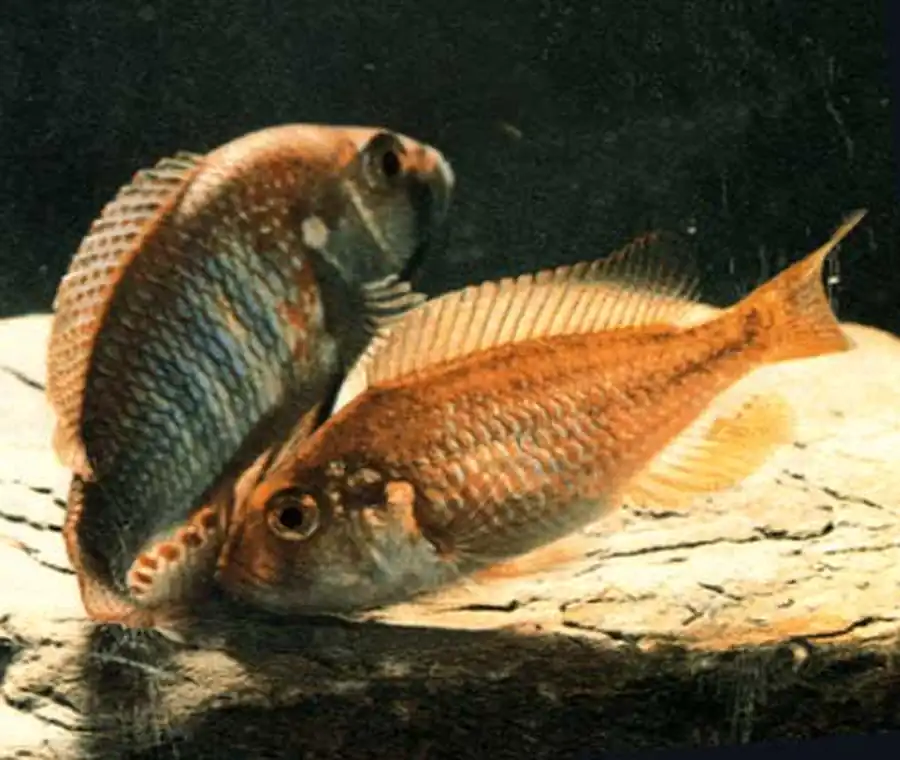 нерест хаплохромисов бартона нерест хаплохромисов бартона