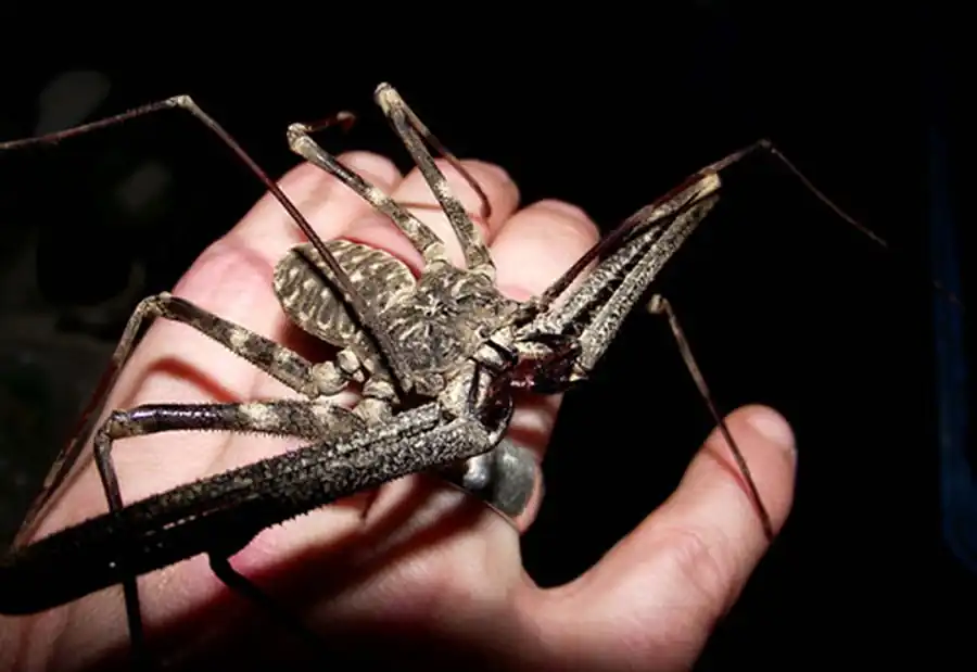 136 видов фринов 136 видов фринов