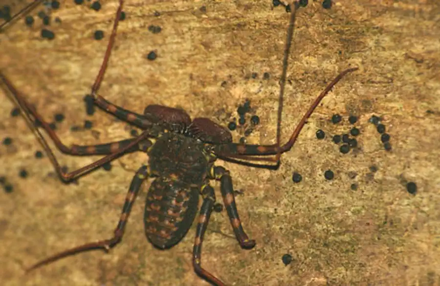 миф, что фрины опасны для человека миф, что фрины опасны для человека