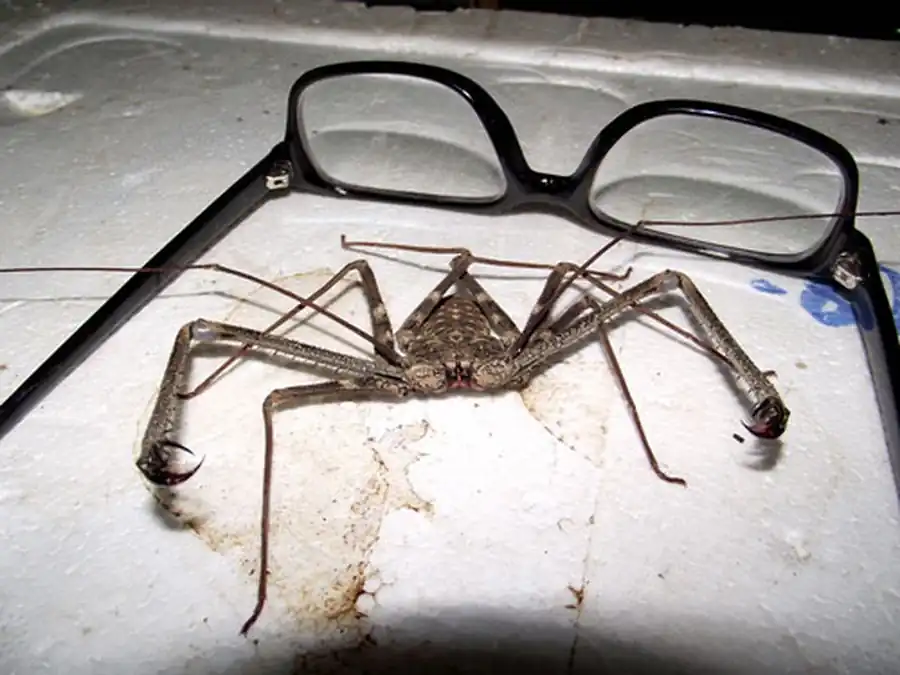 Фрины являются паукообразными Фрины являются паукообразными