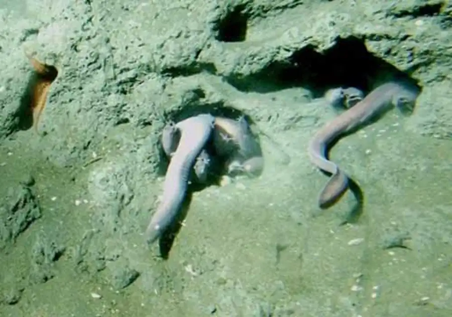 миксины миксины