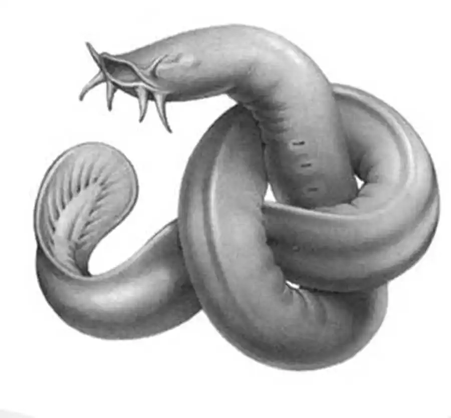 узел миксины узел миксины