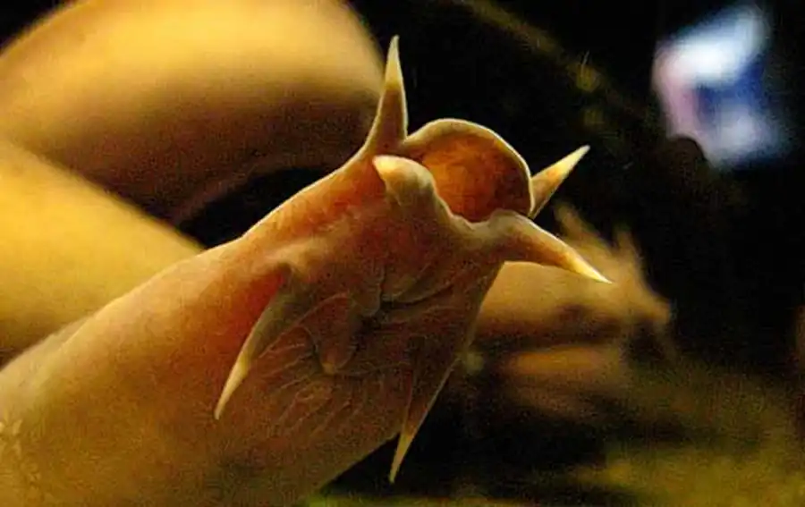 миксина миксина