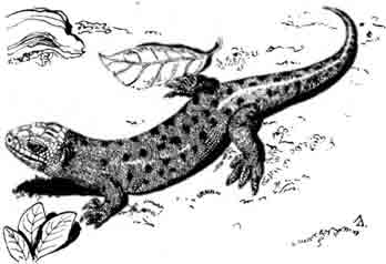 Кабовердеский гигантский сцинк Macroscincus cocteaui