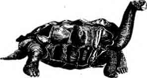 Абингдонская слоновая черепаха Chelonoidis elephantopus abingdonii