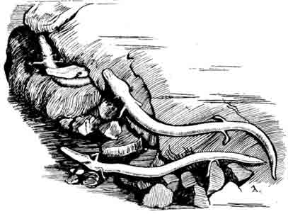Протей, или ольм Proteus anguineus