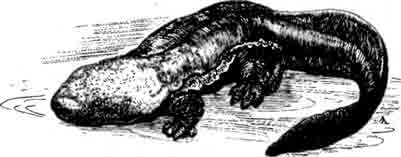 Китайская исполинская саламандра Andrias davidianus